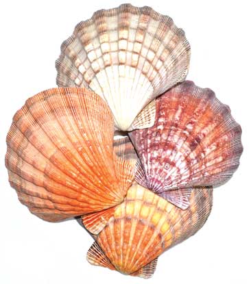 Lion Paw Shell burner (image for) Lion Paw Shell burner