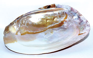 6" Shell incense Burner (image for) 6" Shell incense Burner