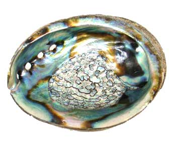 4" -5" Abalone Shell burner (image for) 4" -5" Abalone Shell burner