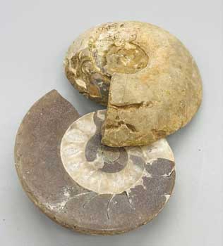 Fossils (image for) Fossils