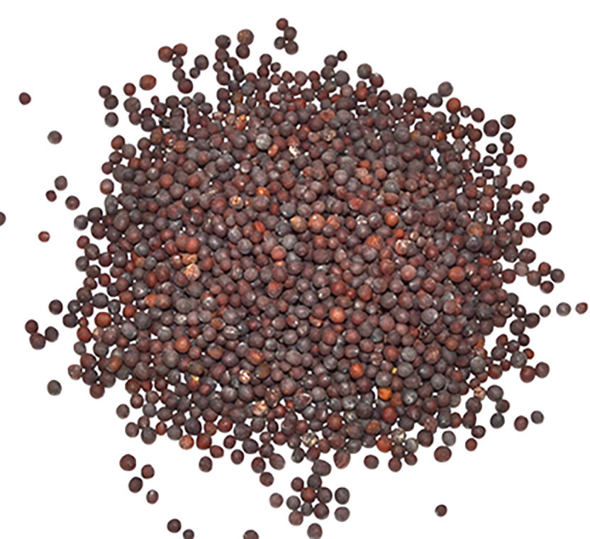 Brown Mustard Seed 1oz (image for) Brown Mustard Seed 1oz