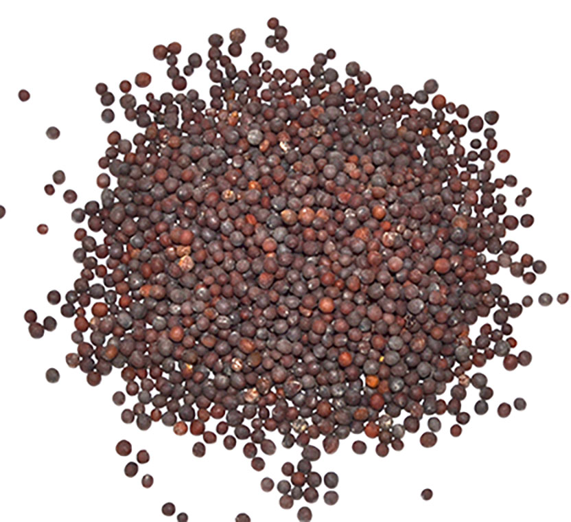 1 Lb Brown Mustard Seed (image for) 1 Lb Brown Mustard Seed