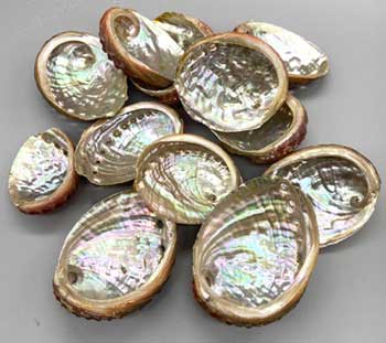 (pack of 100) 2" - 3" Abalone Shell incense burner (image for) (pack of 100) 2" - 3" Abalone Shell incense burner